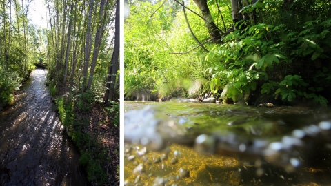 two photos showing trees shading water