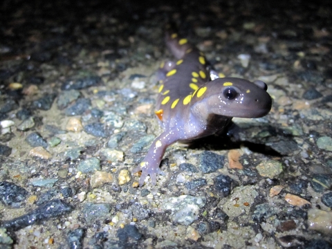 a small purple salamander with yellow spots on a road at night