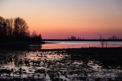Sun rises over wetland with treeline silhouette in the distance.