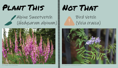 Split panel. On the left, text reads “Plant This” with a trowel symbol and the words “Alpine sweetvetch (Hedysarum alpinum)”. Below text, image of bell-shaped purple flowers. On the right, text reads “Not that” with a caution symbol and the words “Bird vetch (Vicia cracca)”. Below text, image of purple-blue bell-shaped flowers on green tendrils.