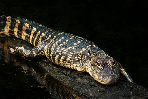 An alligator missing one of its front legs lays on a log in the water
