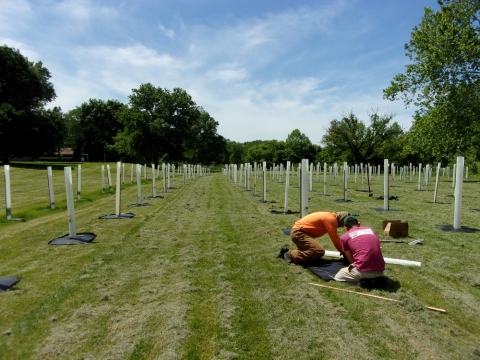 A field of cut grass stretches away from the camera, with adult trees in the distance. In the field, multiple rows of tree saplings with tree tubes are seen. Two volunteers plant a tree in the foreground. 