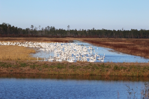 Swans in a unit resting on a section of water in a flooded corn field