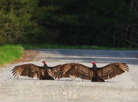 Large brownish-black birds with red heads spreading their wings to sun on a gravel road