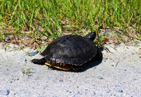 Turtle crawling over the sand to get into the grass