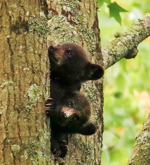 Bear cubs, two, looking around the side of a tree as they climb