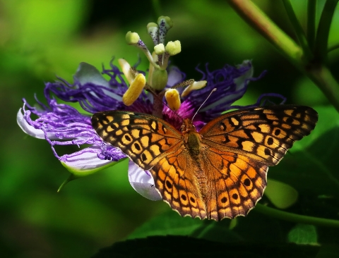 Variegated Fritillary, yellow, orange and black on a purple and yellow Passionflower