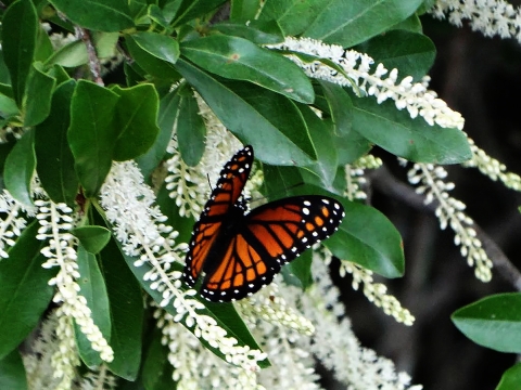 Viceroy Butterfly landing on a swamp titi plant