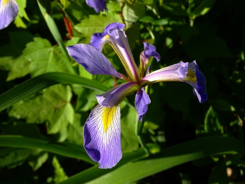 A rich purple iris flower with a yellow spot in the center of each petal, with thin green leaves in the background
