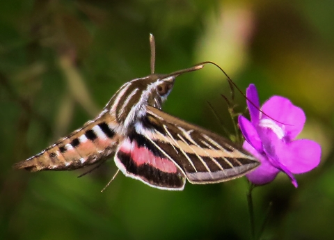 An intricately patterned moth with white stripes on its back and pink and brown stripes on its wings hovers next to a pink flower