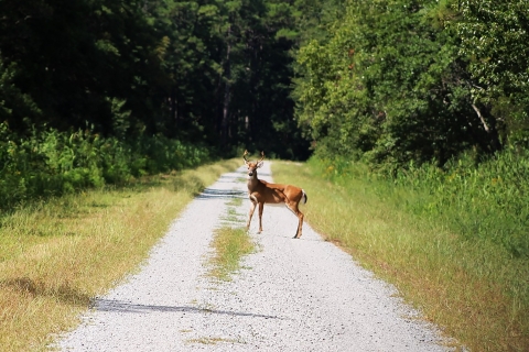A White-tailed Deer standing in the middle of a gravel road on the refuge.