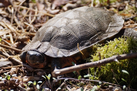 A wood turtle, partially tucked into it's shell, is seen among leaves and moss on a forest floor. 