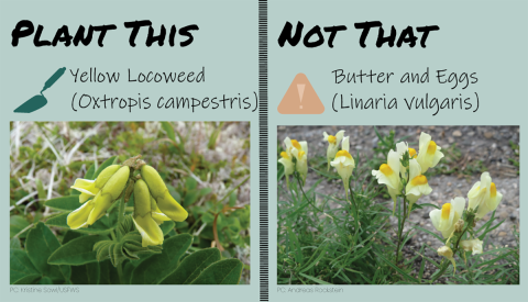 Split panel. On the left, text reads “Plant This” with a trowel symbol and the words “Yellow locoweed (Octropis campestri)”. Below text, image of yellowish-green pea like flowers. On the right, text reads “Not that” with a caution symbol and the words “Butter and eggs (Linaria vulgaris)”. Below text, image of yellow flowers with an orange center.