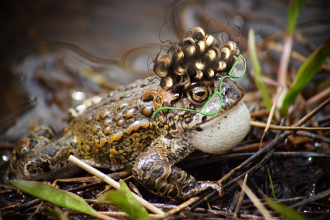 A Yosemite toad with wild curly hair and disheveled glasses in a pond