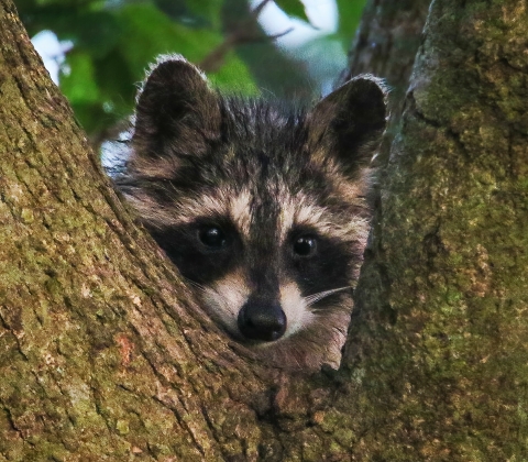 Young Raccoon looking through the fork of a tree.