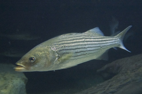 1280px-Striped_Bass_in_the_Baltimore_Aquarium.jpg