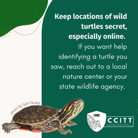 White text on a green background reads, ‘Keep locations of wild turtles secret, especially online. If you want help identifying a turtle you saw, reach out to a local nature center or your state wildlife agency.’ Below this text sits the CCITT logo. At the bottom left corner, a turtle hatchling is pictured, next to a small caption of ‘photo by Sam Stukel’.
