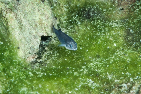 A Devils Hole pupfish swims along a bright green underwater surface
