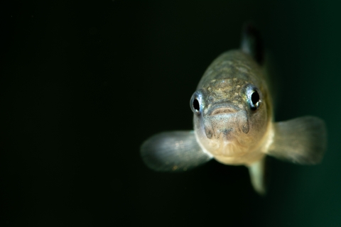 A Devils Hole Pupfish looks directly at camera while swimming through dark water