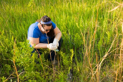 Woman crouched down surrounded by grasses. She is holding a frog and readying to release it.