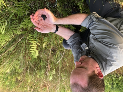 Tom McCoy, USFWS Field Supervisor, readying to release a gopher frog he is holding in cupped hands.