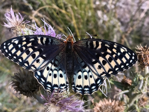 Female silverspot butterfly upperside pictured, black center with distinctive crème spots on outer wings