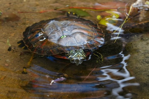 A turtle in a pond pokes its head out of the water 