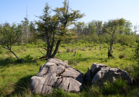 Large boulders in a grassy meadow
