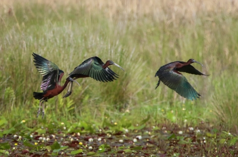 3 green brown, teal & black glossy ibis fly just about a grassy field