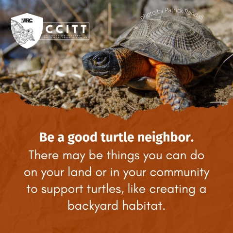  White text on an ochre red background reads ‘Be a good turtle neighbor. There may be things you can do on your land or in your community to support turtles, like creating a backyard habitat.’ Above the text, a tortoise in a dry habitat is pictured, next to a small caption of ‘photo by Patrick Randall’. The CCITT logo is in the top left hand corner.