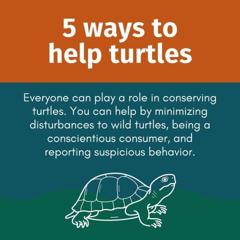 At the top, large text on a colorful background reads: “5 ways to help turtles, Everyone can play a role in conserving turtles. You can help by minimizing disturbances to wild turtles, being a conscientious consumer, and reporting suspicious behavior. Below, a graphic of a turtle