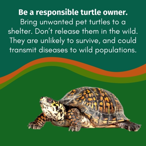 White text on a green background reads ‘Be a responsible turtle owner.Bring unwanted pet turtles to a shelter. Don’t release them in the wild. They are unlikely to survive, and could transmit diseases to wild populations.’ Below the text, a turtle that appears to be smiling sits