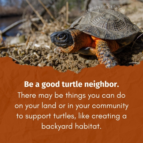 White text on an ochre red background reads ‘Be a good turtle neighbor. There may be things you can do on your land or in your community to support turtles, like creating a backyard habitat.’ Above the text, a tortoise in a dry habitat is pictured, next to a small caption of ‘photo by Patrick Randall’.