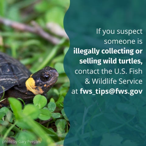 White text on a blue background reads ‘Be a good turtle neighbor. There may be things you can do on your land or in your community to support turtles, like creating a backyard habitat.If you suspect someone is illegally collecting or selling wild turtles, contact the U.S. Fish & Wildlife Service at fws_tips@fws.gov’ To the left of  the text, a turtle surrounded by clovers is pictured next to a small caption of ‘photo by Gary Peeples’. 