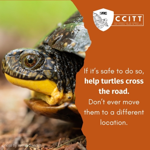 White text on an ochre red background reads ‘If it’s safe to do so,help turtles cross the road. Don’t ever move them to a different location.’ Behind the text, a close up of a turtle that appears to be smiling peeks out, next to a small caption of ‘photo by Patrick Randall’. The CCITT logo is in the top right hand corner.