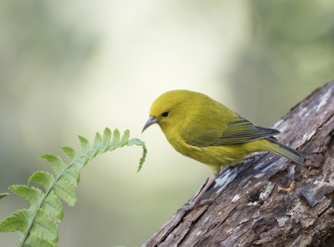 yellow bird on branch faces leaf