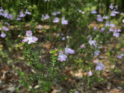 A group of purple flowers