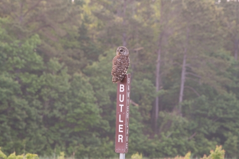 brown barred owl sits atop a brown/white refuge road sign