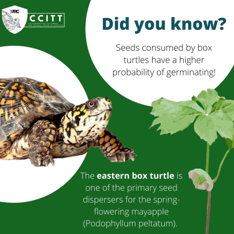 CCITT logo in upper left corner. Below, logo sits a eastern box turtle image. Besides the logo and turtle is text that reads: ‘Did you know? Seeds consumed by box turtles have a higher probability of germinating!The eastern box turtle is one of the primary seed dispersers for the spring-flowering mayapple (Podophyllum peltatum).’ Image of mayapple in lower right corner. 