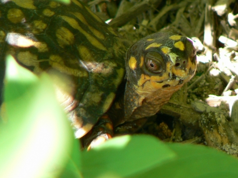 A yellow and brown turtle on the forest floor
