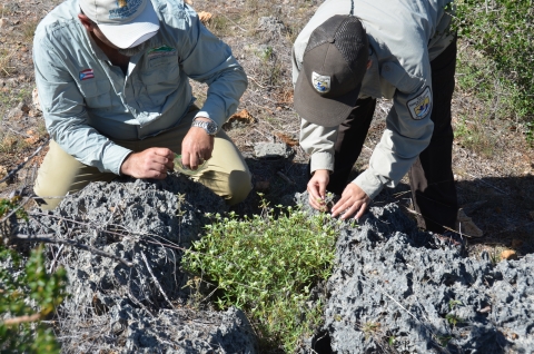 Two guys, one wearing the USFWS uniform, examining a green shrub with with flowers wedged between two limestone boulders..