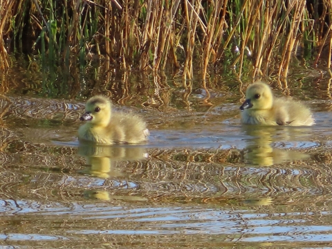Two yellow Canada goslings float on water surrounded by tall grasses