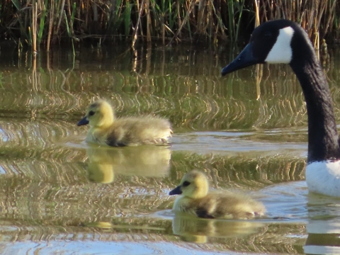 Two yellow Canada goslings and one white and black adult goose paddling in water with tall grass vegetation around