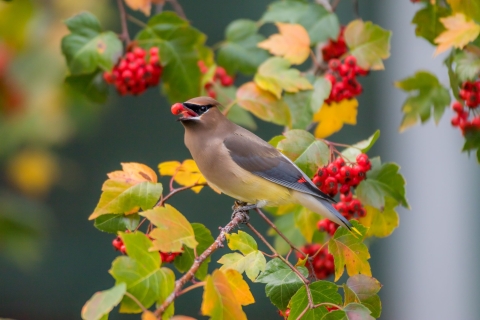A cedar waxing eating a hawthorn berry outside of the 911 Federal Building in Portland, Oregon