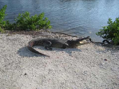 A crocodile on rocky soil near edge of the water.
