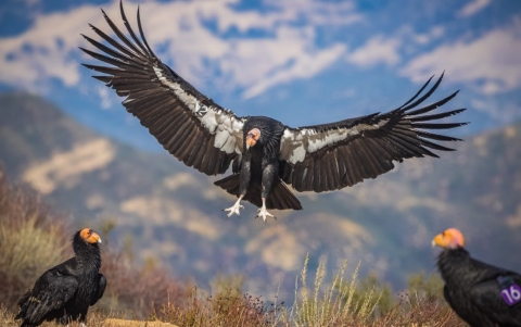 two California condors standing while another condor lands in the middle with wings outstretched
