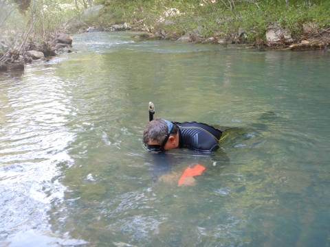 Arkansas Game and Fish Commission malacologist Kendall Moles snorkels while stocking speckled pocketbook mussels in South Fork tributary of Little Red River, Arkansas, May 12, 2022.
