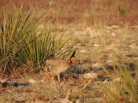 Lesser prairie chicken on the ground with yucca plants