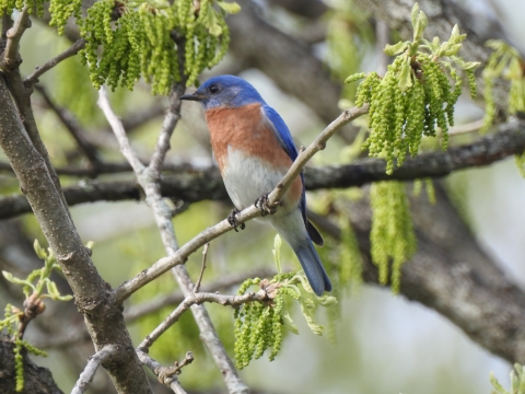 An Eastern bluebird sitting in an oak tree.