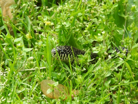 A black kingsnake poking its head out of grass.